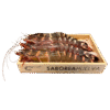 Langostino Jumbo