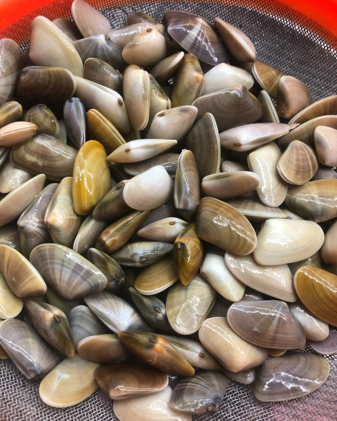 Tienda online de Marisco, Pescadería, Carne, Ibéricos y Vinos de Huelva - Saborea Huelva
